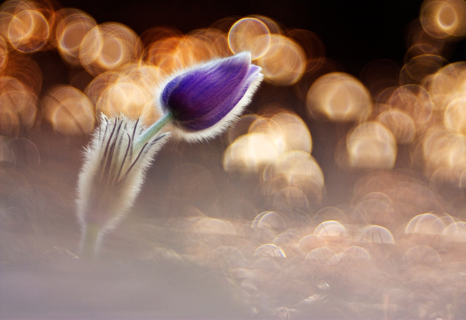 1 1 TóthZsuzsanna Hatvan Tavasztündér