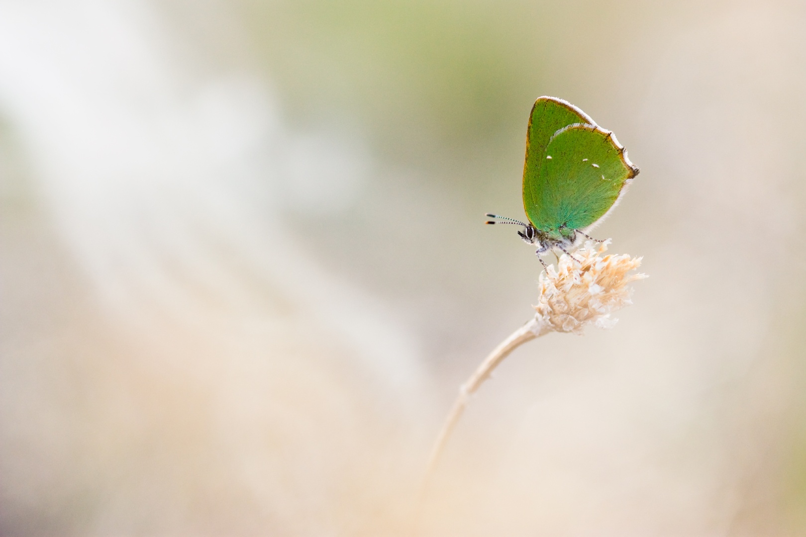 Zöldfonákú csücsköslepke