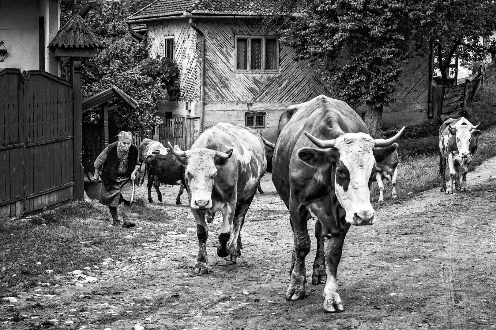 Hazatér a csorda, Jásfalva 2008